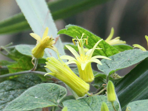 Passiflora citrina