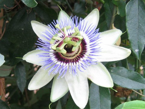 Passiflora caerulea cv. Clear Sky