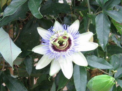 Passiflora caerulea cv. Clear Sky