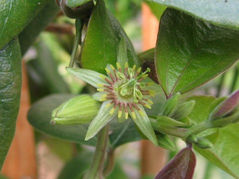 Passiflora cobanensis