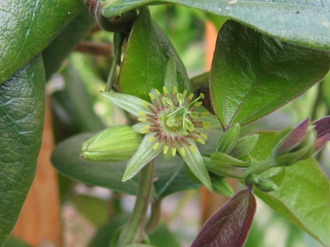 Passiflora cobanensis