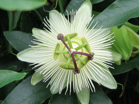 パッシフローラ コンスタンスエリオット Passiflora Caerulea Cv Constance Elliott