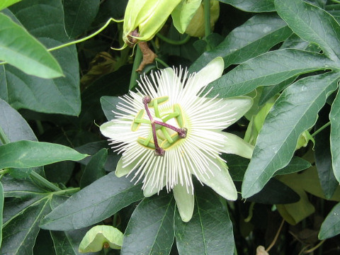 Passiflora caerulea cv. Constance Elliott