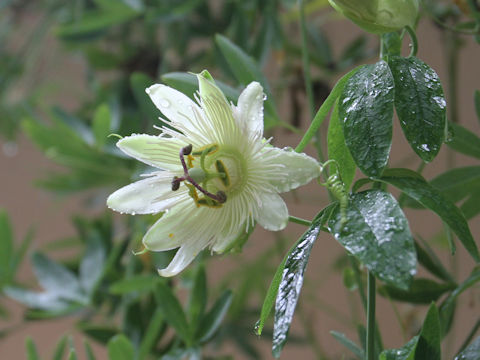 Passiflora caerulea cv. Constance Elliott