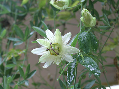 Passiflora caerulea cv. Constance Elliott