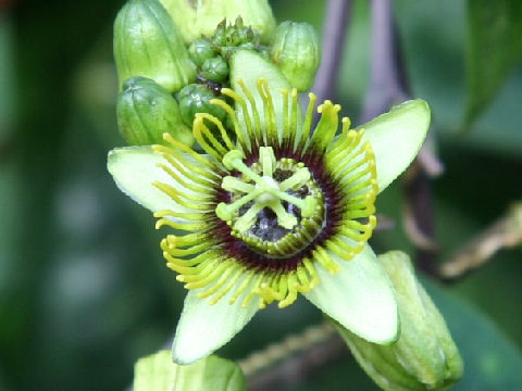 Passiflora coriacea