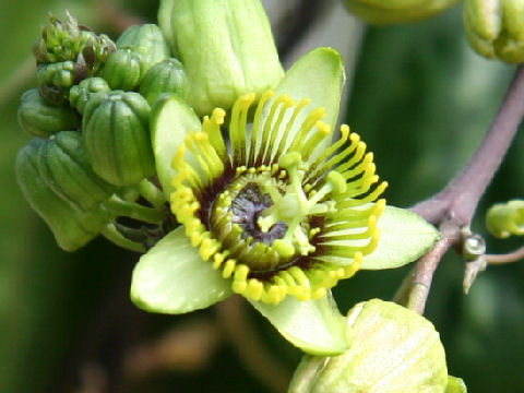 Passiflora coriacea