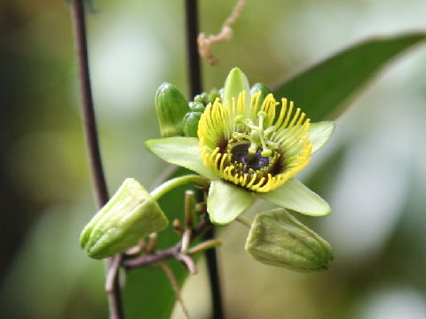 Passiflora coriacea