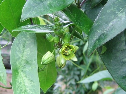 Passiflora coriacea