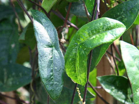 Passiflora coriacea