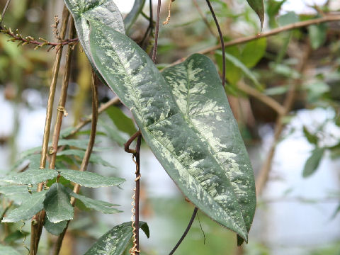 Passiflora coriacea