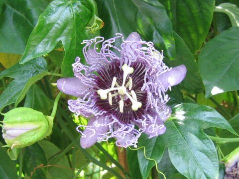 Passiflora cv. Elizabeth