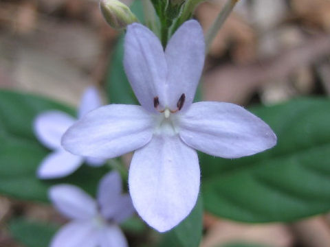 Pseuderanthemum variabile