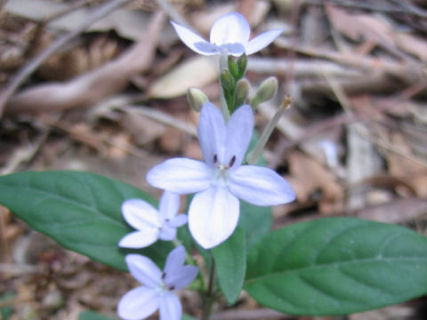 Pseuderanthemum variabile