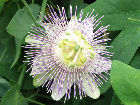 Passiflora gibertii