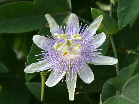 Passiflora gibertii