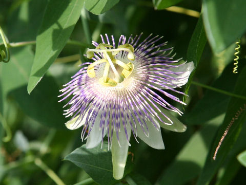 Passiflora gibertii