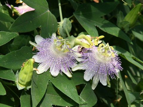 Passiflora gibertii