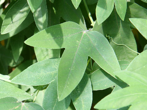 Passiflora gibertii