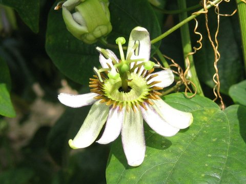 Passiflora helleri