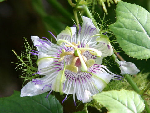 Passiflora foetida var. hirsutissima