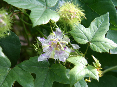 Passiflora foetida var. hirsutissima