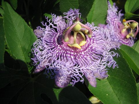 Passiflora cv. Incense