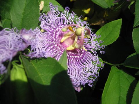Passiflora cv. Incense