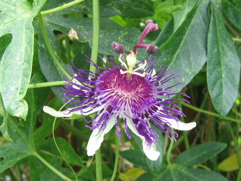 Passiflora cv. Indigo Dream