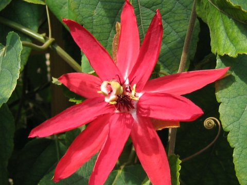 Passiflora involucrata