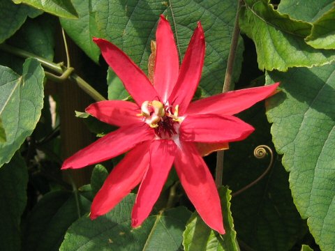 Passiflora involucrata