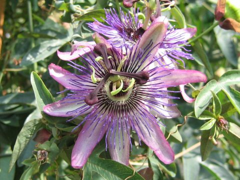 Passiflora cv. Jeannette