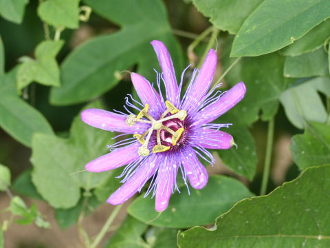 Passiflora kermesina