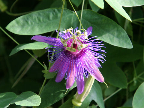 Passiflora kermesina