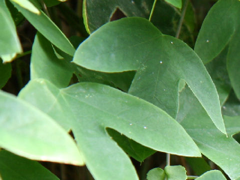 Passiflora kermesina