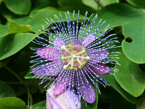 Passiflora kermesina x sidaefolia