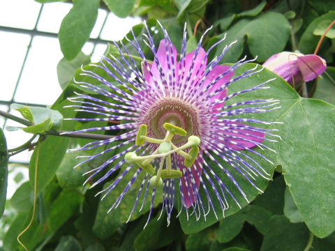 Passiflora kermesina x sidaefolia