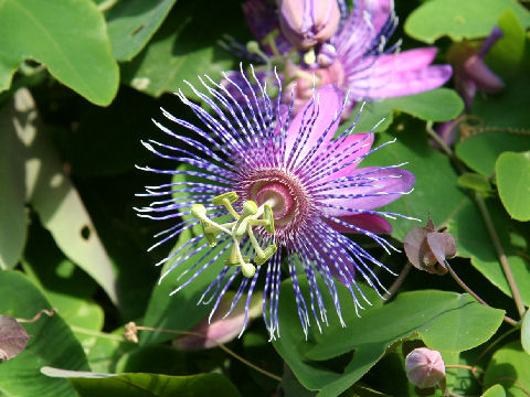 Passiflora kermesina x sidaefolia