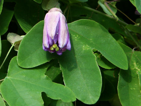 Passiflora kermesina x sidaefolia