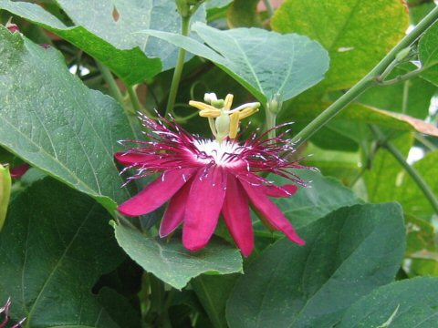 Passiflora cv. Lady Margaret