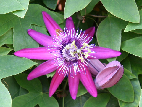 Passiflora cv. Lilac Lady