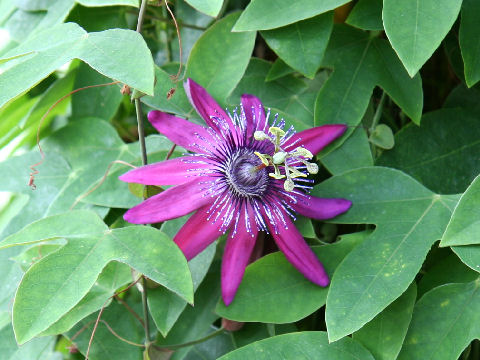 Passiflora cv. Lilac Lady