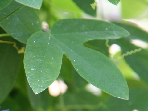 Passiflora loefgrenii