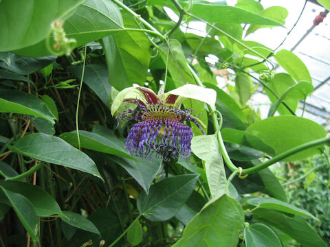 Passiflora maliformis