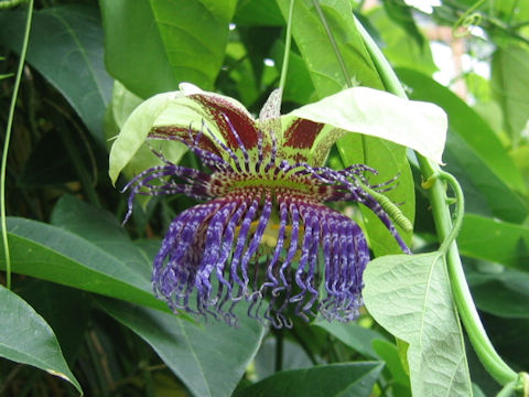 Passiflora maliformis