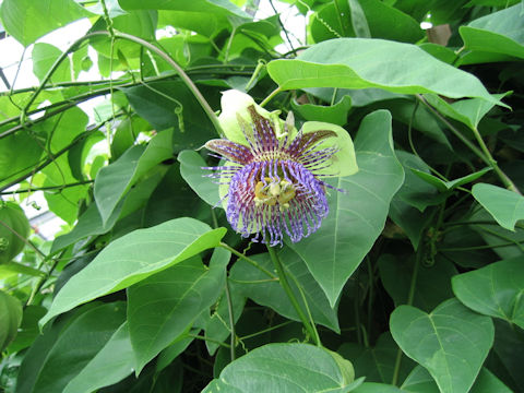 Passiflora maliformis