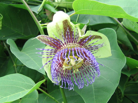 Passiflora maliformis