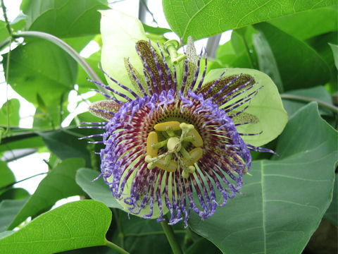 Passiflora maliformis