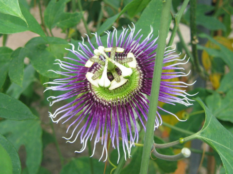 Passiflora mayarum