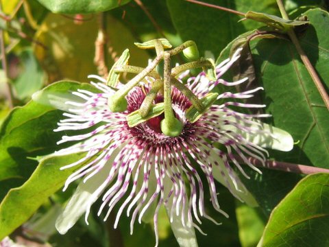 Passiflora miersii